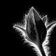 Illustration for article titled 18 Oddworld Photos That Reverse Light And Dark